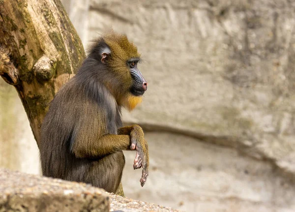 Mandrill Primát Opice Opice Modrá Červená Tvář Dívající Kamery Sedí — Stock fotografie