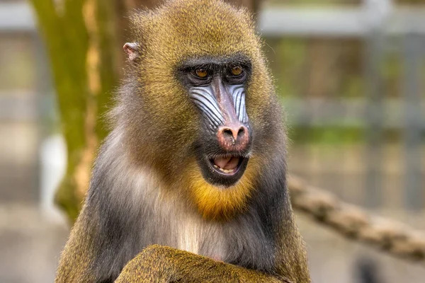 Primata Mandril Macaco Macaco Rosto Azul Vermelho Olhando Para Câmera — Fotografia de Stock