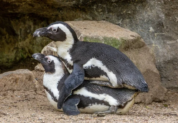 Pinguins Sul Africanos Pinguins Cabo Pinguins Burros Que Acasalam Pinguins — Fotografia de Stock