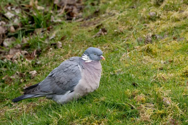 Pigeon Des Bois Cherchant Nourriture Dans Herbe Parc — Photo