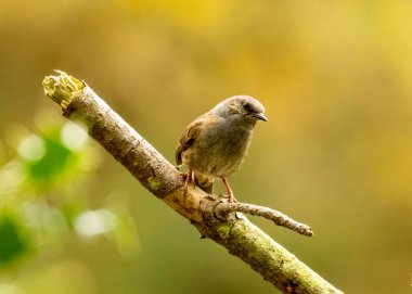 Güzel küçük kahverengi kuş, Dunnock, çit serçesi, güneş ışığının bir dalına tünemiş, güzel doğal orman arka planına sahip. 