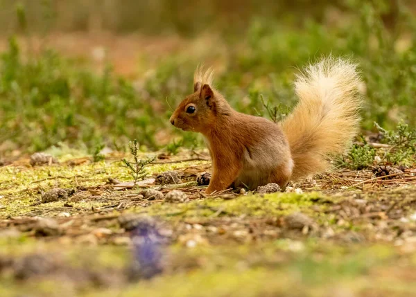 Aranyos Skót Vörös Mókus Erdőben Aljnövényzet Napsütésben Körülnéz Kíváncsi — Stock Fotó