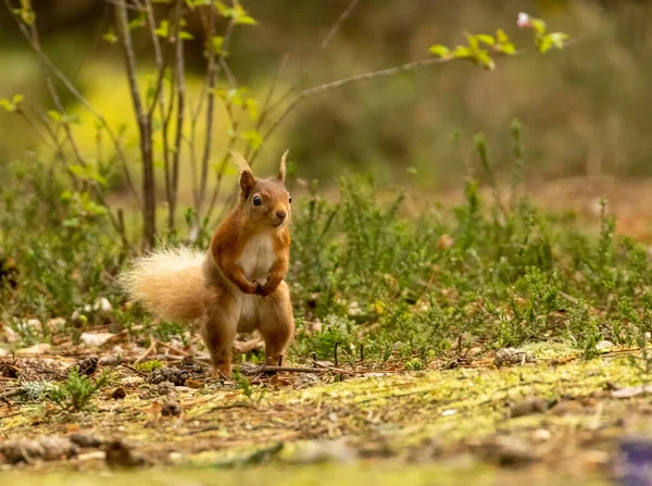 Χαριτωμένος Σκωτσέζος Κόκκινος Σκίουρος Στο Δάσος Κάτω Από Την Ανάπτυξη — Φωτογραφία Αρχείου