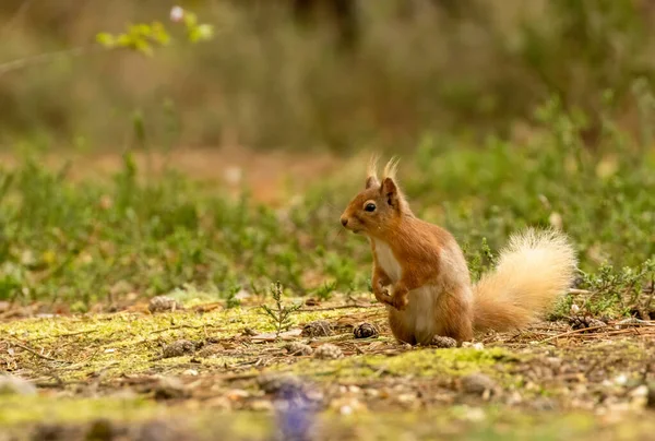 자그마 다람쥐 주위를 둘러보는 햇살의 속에서 호기심 — 스톡 사진
