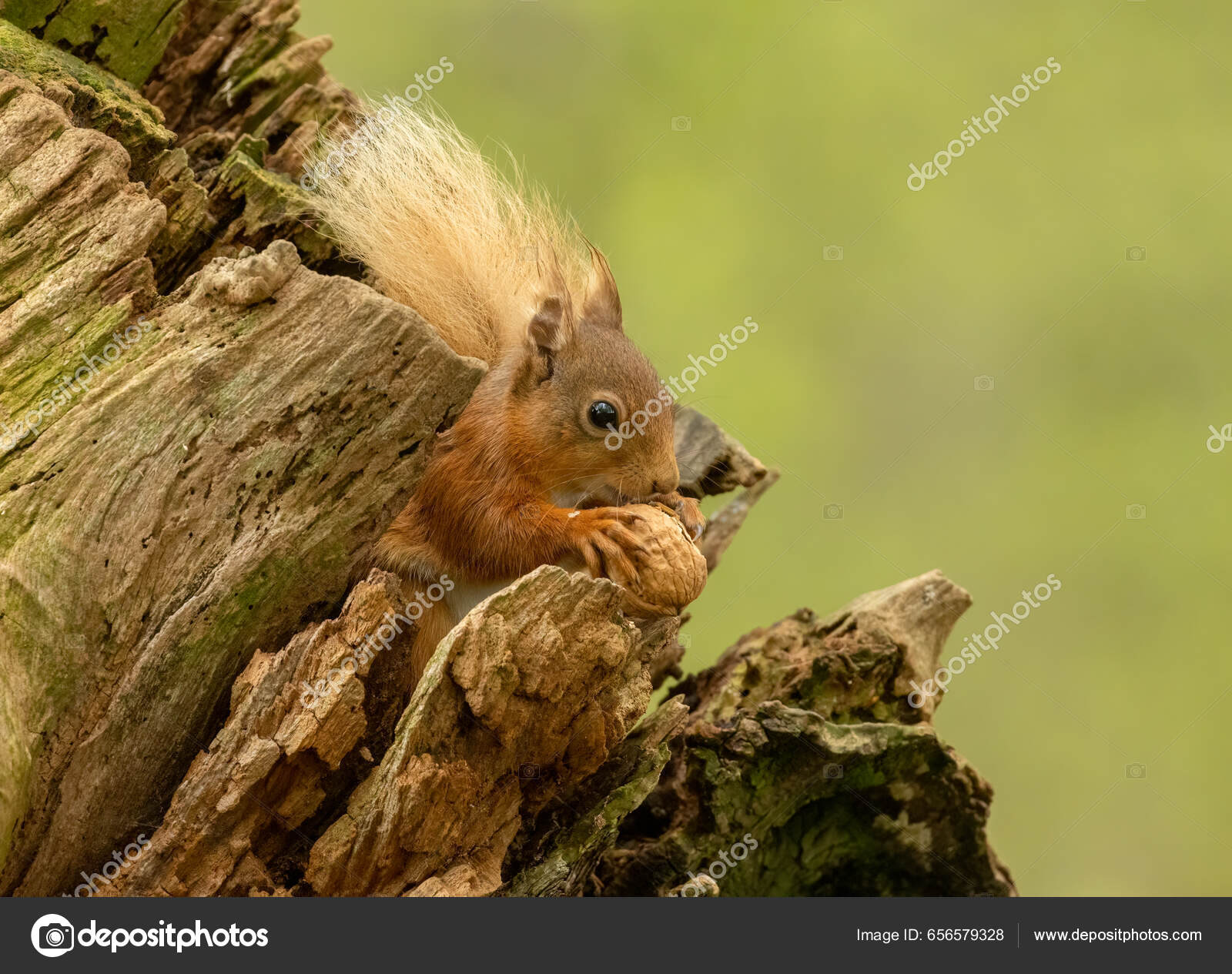 cute realistic young red squirrel with an apple in his hands ,..., image size:1600x1265