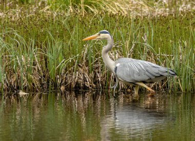 Büyük gri balıkçıl gün ışığında sazlıklarla dolu bir gölette yürüyor. 