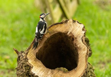 Büyük benekli ağaçkakan, ormandaki ağaçların arasında yiyecek arıyor. 