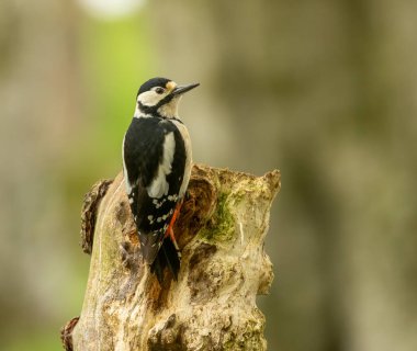Büyük benekli ağaçkakan, ormandaki ağaçların arasında yiyecek arıyor. 
