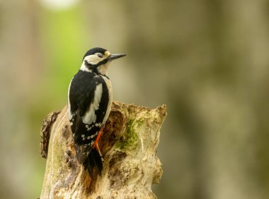 Büyük benekli ağaçkakan, ormandaki ağaçların arasında yiyecek arıyor. 