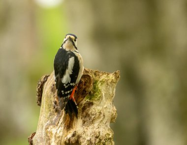 Büyük benekli ağaçkakan, ormandaki ağaçların arasında yiyecek arıyor. 