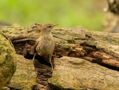 Ormandaki eski ağaçların üzerine tünemiş ağaçlara bakan küçük, güzel, kahverengi çalıkuşu merak ediyorum.