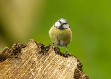 Small and cute blue tit with beautiful blue, white and yellow feathered plumage in the forest