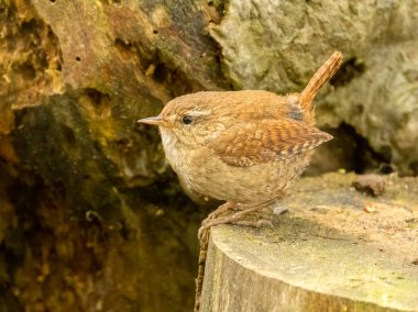 Beautiful tiny brown wren bird curious looking in the woodland perched on old wood in the forest clipart