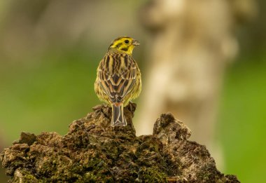 Tüylerin güzel arka planı ve doğal yeşil orman arka planına sahip ormandaki ağaçların üzerine tünemiş sarı erkek çekiç kuşunun renkli sarı tüyleri.