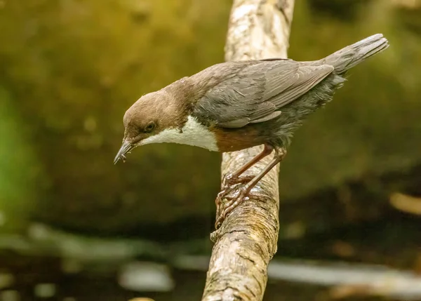 Schöner Braun Weißer Dipper Vogel Sammelt Nahrung Aus Dem Fluss — Stockfoto