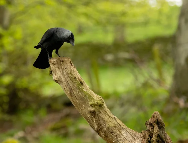 Jackdaw Perché Sur Sommet Une Vieille Branche Arbre Recherche Nourriture — Photo