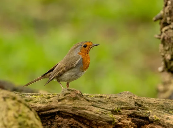 Beautiful Robin Redbreast Perched Woodland Beautiful Natural Forest Background — Stock Photo, Image