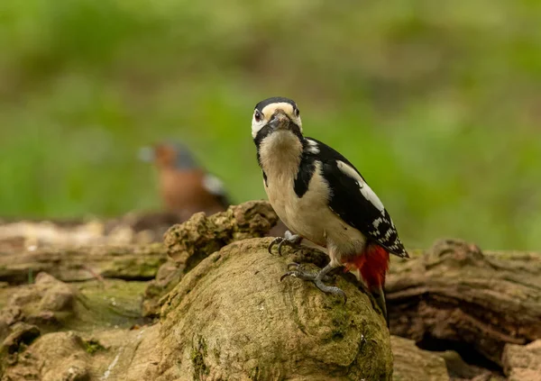 大斑点啄木鸟在有自然森林背景的林地的老树中觅食 — 图库照片