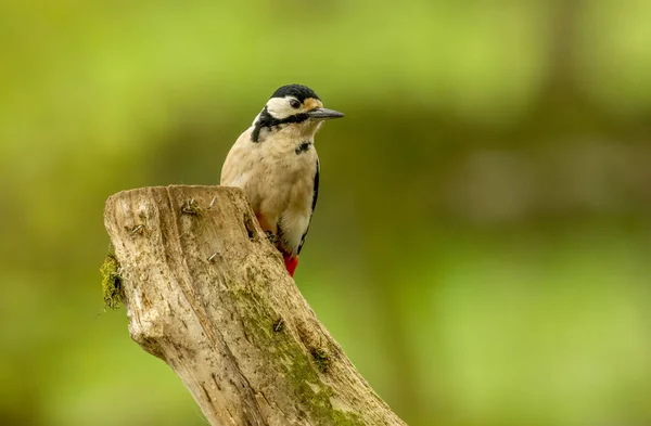 Great Spotted Woodpecker Searching Food Amongst Old Fallen Trees Woodland — Stock Photo, Image