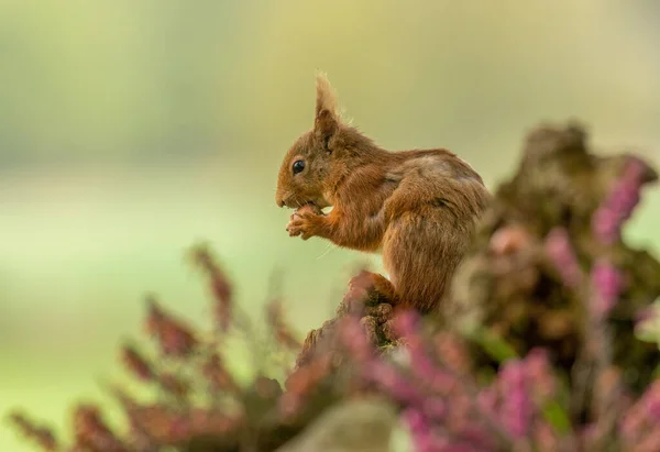 Belo Esquilo Vermelho Escocês Bonito Peludo Floresta Comendo Uma Noz — Fotografia de Stock