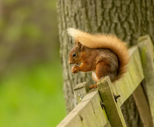 Gyönyörű Aranyos Szőrös Skót Vörös Mókus Erdőben Eszik Egy Dió — Stock Fotó