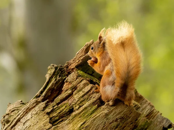 Gyönyörű Aranyos Szőrös Skót Vörös Mókus Erdőben Eszik Egy Dió — Stock Fotó