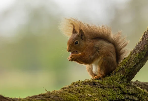Beautiful Cute Furry Scottish Red Squirrel Woodland Eating Nut — Stock Photo, Image