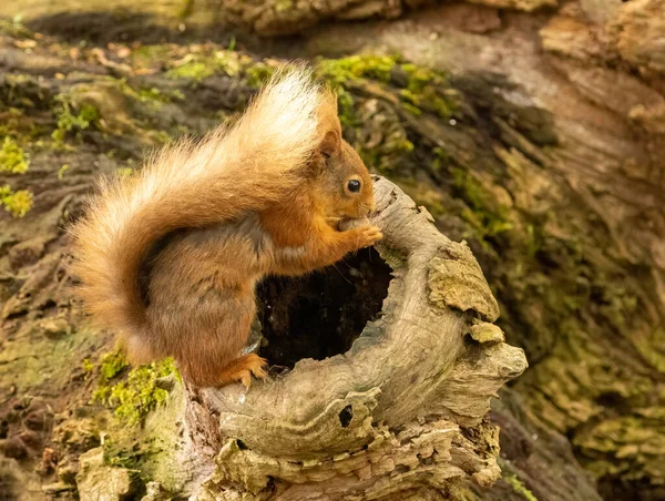 Ormanda Fındık Yiyen Güzel Tüylü Skoç Kızıl Sincabı — Stok fotoğraf
