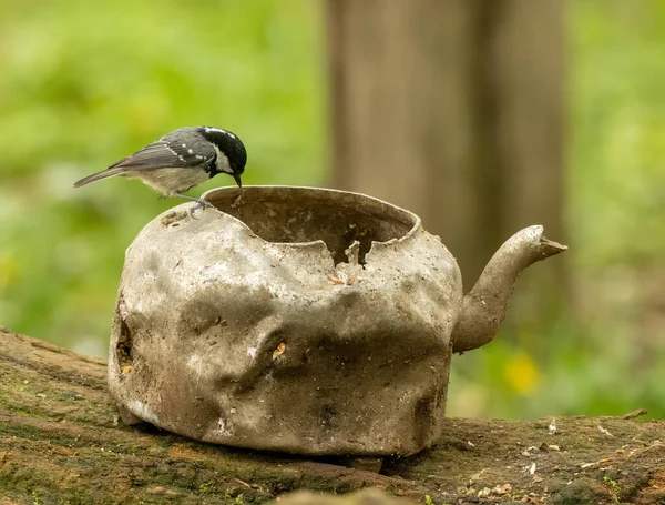 Little Coal Tit Bird Perched Edge Old Metal Battered Teapot — Stock Fotó