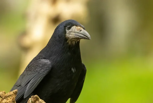 Große Schwarze Saatkrähe Kräftige Vögel Mit Riesigem Schnabelkopf Wald Mit — Stockfoto