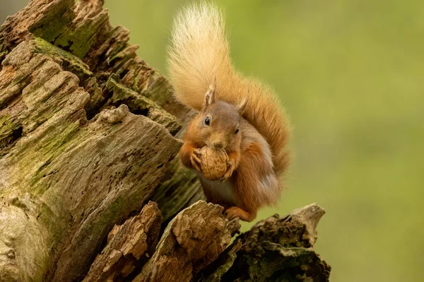 Belo Esquilo Vermelho Escocês Bonito Peludo Floresta Comendo Uma Noz — Fotografia de Stock