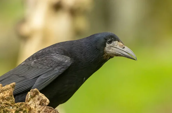 大的黑色小舟 体形丰满的鸟 长着巨大的喙头 生长在森林中 背景是天然的绿色森林 — 图库照片