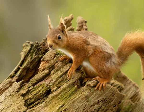 Gyönyörű Kíváncsi Kis Skót Vörös Mókus Erdőben Természetes Zöld Erdő — Stock Fotó