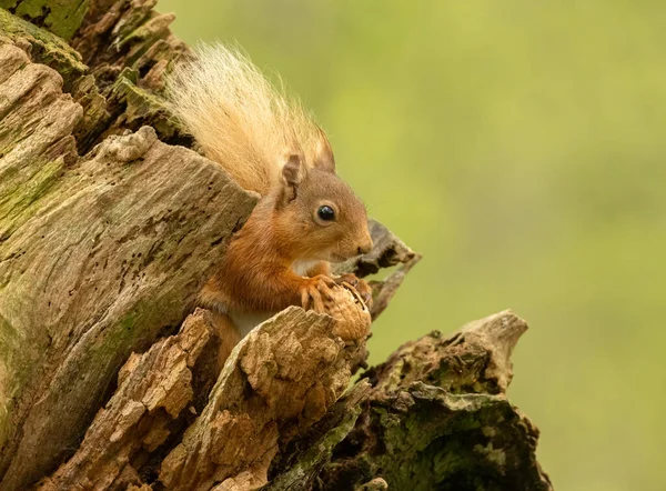 Beautiful Cute Furry Scottish Red Squirrel Woodland Eating Nut — Stock Photo, Image