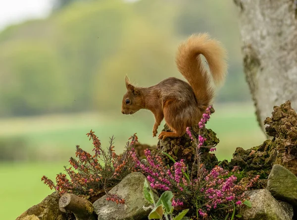Beautiful Curious Little Scottish Red Squirrel Woodland Natural Green Forest — Stock Photo, Image