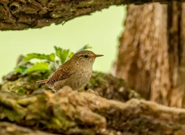 Beau Petit Oiseau Brun Wren Curieux Regarder Dans Bois Perché — Photo