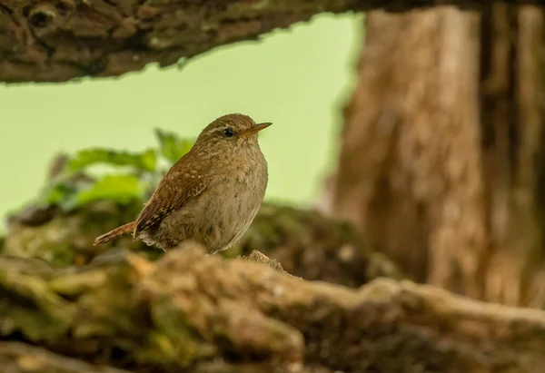 Krásný Malý Hnědý Ptáček Zvědavý Při Pohledu Lesa Posazený Starém — Stock fotografie