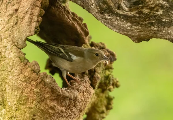 Kvinnlig Chaffink Fågel Uppflugen Ihåliga Ett Gammalt Träd Skogen Med — Stockfoto