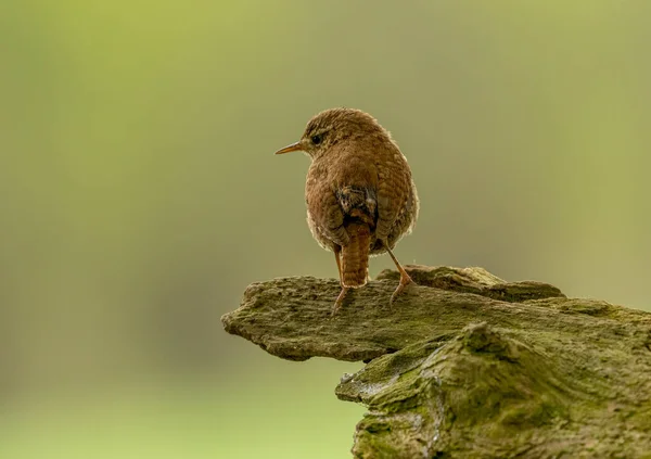 美丽的棕色灯笼鸟好奇地看着森林里栖息在老木头上的林地 — 图库照片