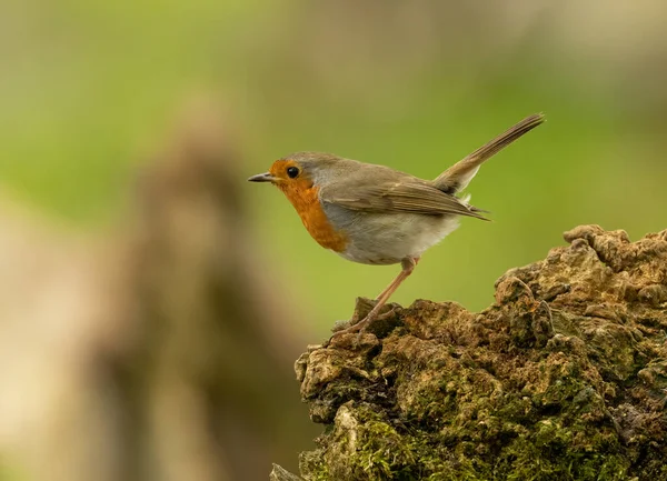 Beautiful Robin Redbreast Perched Woodland Beautiful Natural Forest Background — Stock Photo, Image