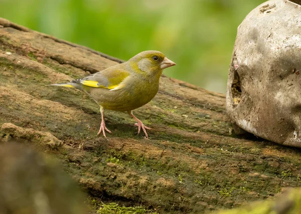Schöne Leuchtend Gelbe Grüne Und Olivgrüne Federn Buntes Gefieder Grünfinkenvogel — Stockfoto