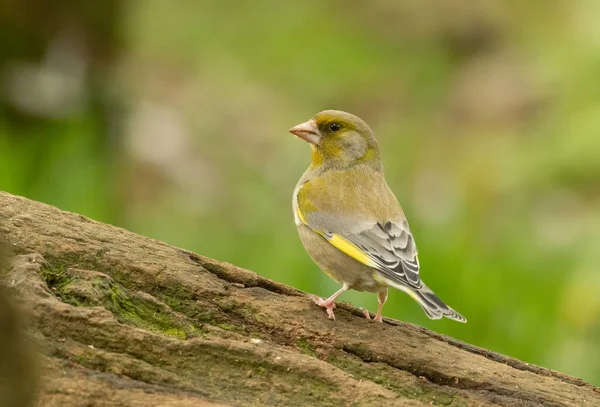 Beautiful Bright Yellow Green Olive Feathers Colourful Plumage Greenfinch Bird — Stock Photo, Image