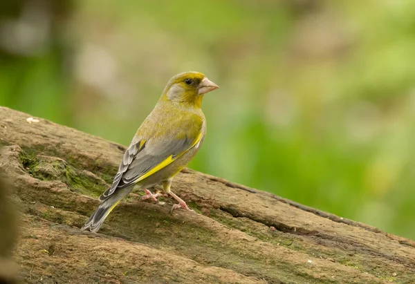 stock image Beautiful bright yellow, green and olive feathers, colourful plumage, greenfinch bird on an old log in the woodland with natural green forest background