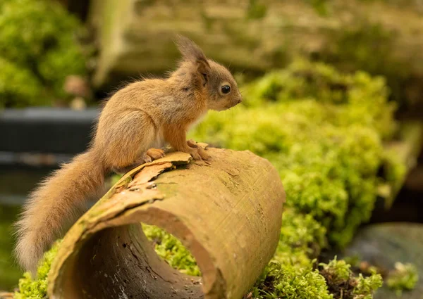 Very Cute Small Scottish Red Squirrel Baby Red Squirrel Kit — Stock Photo, Image