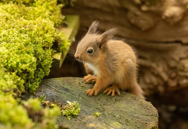 귀엽고 얼룩붉은 다람쥐 새끼붉은 다람쥐는 자연적 배경을 가지고 자신의 환경을 — 스톡 사진