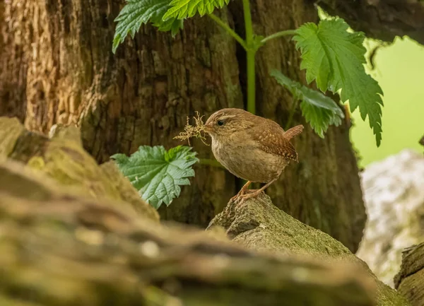 Petit Oiseau Brun Wren Recueillant Des Matériaux Nidification Dans Forêt — Photo