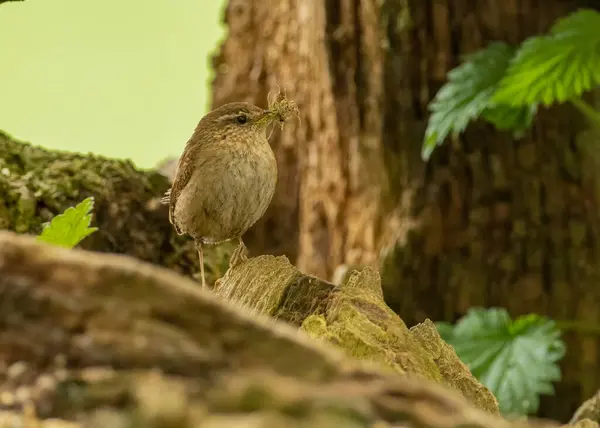 Petit Oiseau Brun Wren Recueillant Des Matériaux Nidification Dans Forêt — Photo