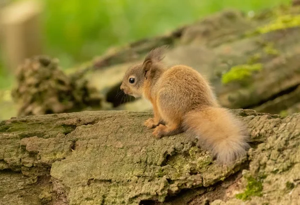 귀엽고 얼룩붉은 다람쥐 새끼붉은 다람쥐는 자연적 배경을 가지고 자신의 환경을 — 스톡 사진