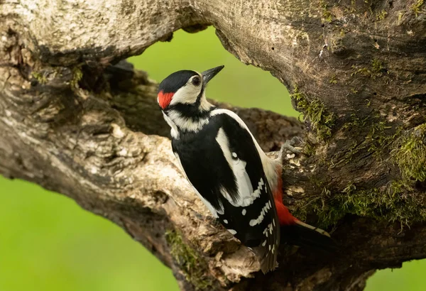 Beautiful Great Spotted Woodpecker Foraging Old Wood Trunks Food Natural — Stock Photo, Image