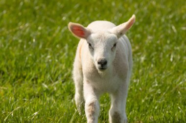 Güneşin altında yeşil bir çayırda tatlı küçük bir kuzu.